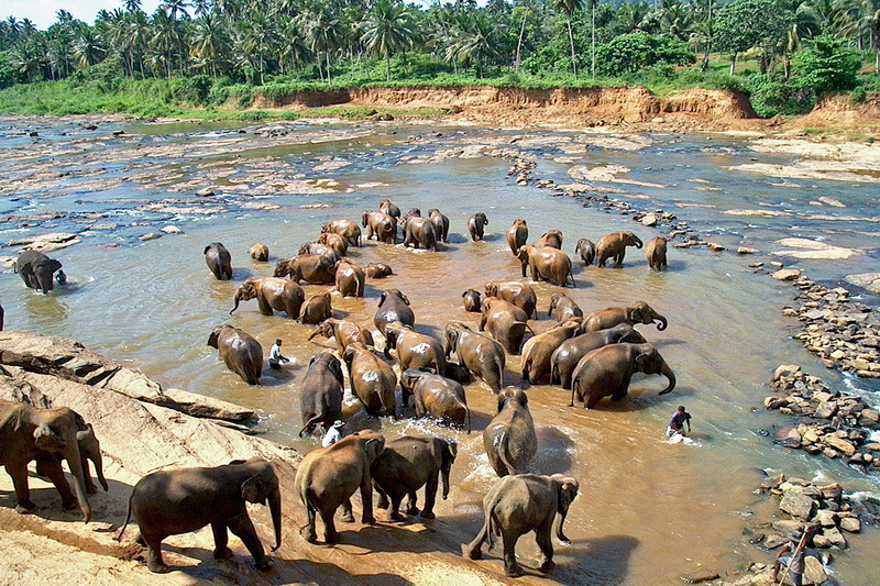 Sri Lanka, Pinnawela Elephant Orphanage